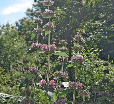 Phlomis samia, photographed by Kostas Zontanos
