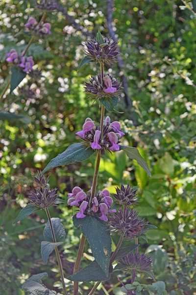 Phlomis samia, photographed by Kostas Zontanos