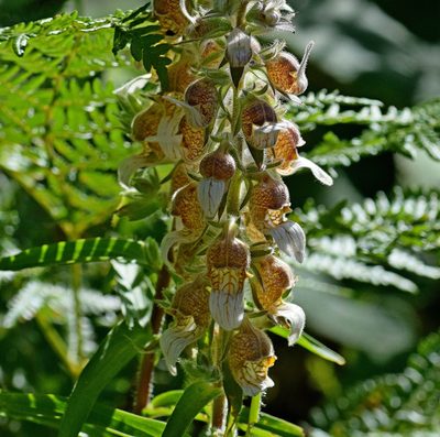 Digitalis lanata, photographed by Kostas Zontanos