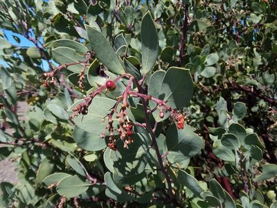Arctostaphylos manzanita, photographed by Kayla Sweeten