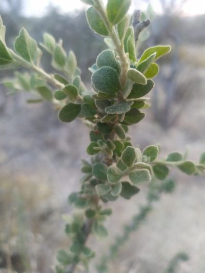 Adelia obovata, photographed by Tereka Lasso