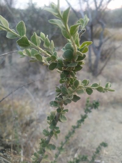 Adelia obovata, photographed by Tereka Lasso