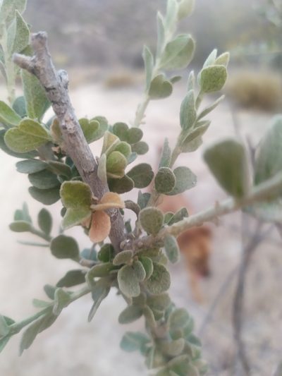 Adelia obovata, photographed by Tereka Lasso