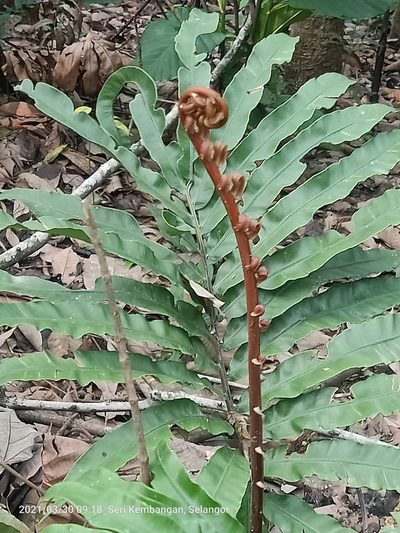 Blechnopsis finlaysoniana, photographed by Ong Jyh Seng