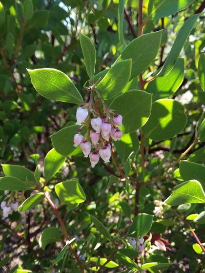 Arctostaphylos hispidula, photographed by Kayla Sweeten