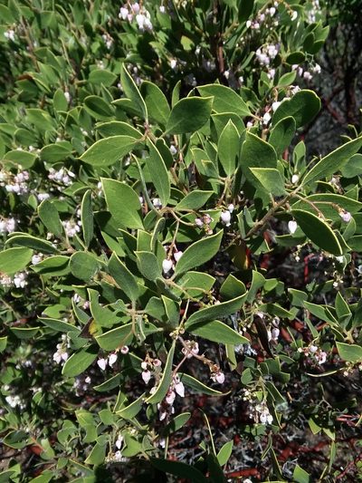 Arctostaphylos hispidula, photographed by Kayla Sweeten