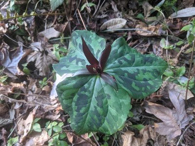 Trillium kurabayashii