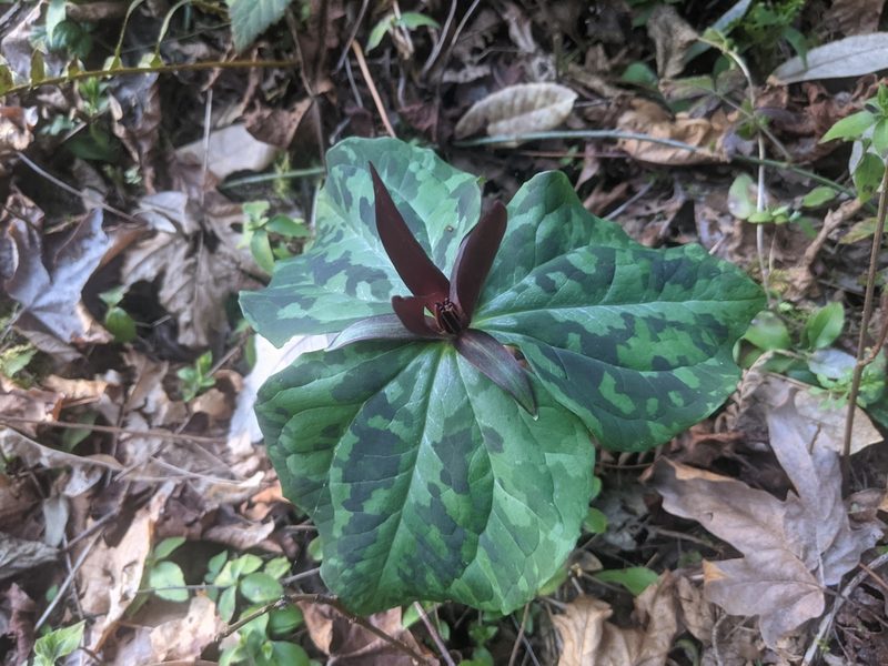 Trillium kurabayashii, photographed by Elliot Kulakow