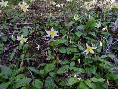 Erythronium californicum, photographed by Kayla Sweeten