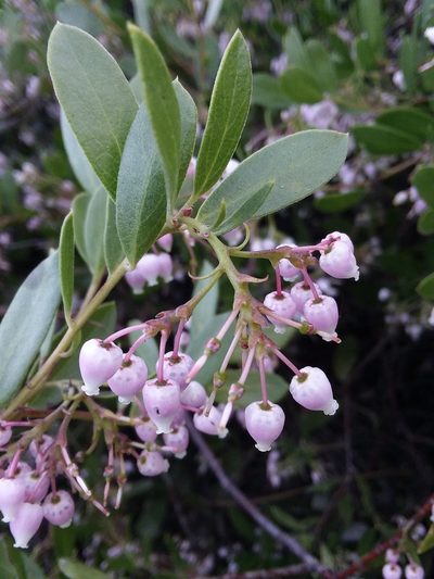 Arctostaphylos densiflora, photographed by Kayla Sweeten