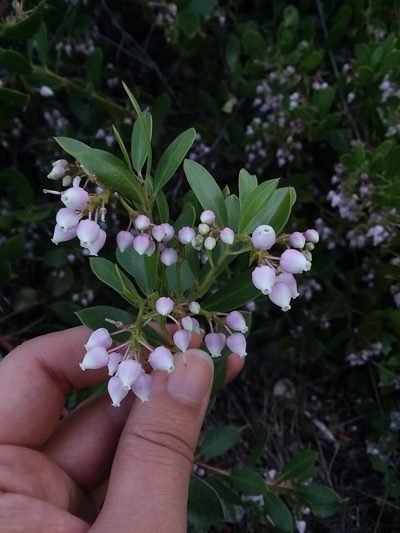 Arctostaphylos densiflora, photographed by Kayla Sweeten