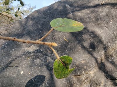 Ficus mollis, photographed by T R Shankar Raman