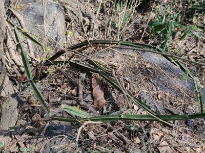 Cissus quadrangularis, photographed by T R Shankar Raman