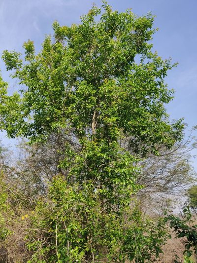 Strychnos nux-vomica, photographed by T R Shankar Raman