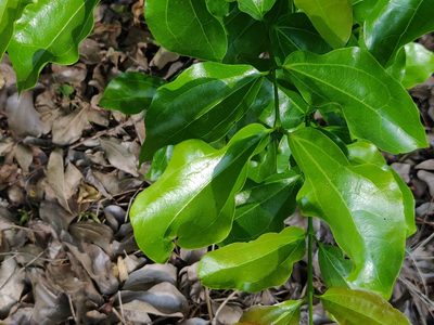 Strychnos nux-vomica, photographed by T R Shankar Raman