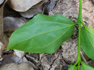 Strychnos nux-vomica, photographed by T R Shankar Raman