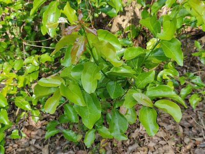 Strychnos nux-vomica, photographed by T R Shankar Raman