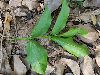 Strychnos nux-vomica, photographed by T R Shankar Raman