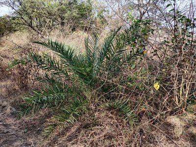 Phoenix sylvestris, photographed by T R Shankar Raman