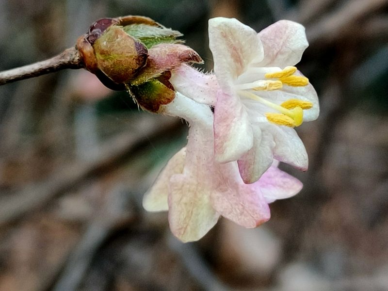 Lonicera elisae, photographed by zhangshen