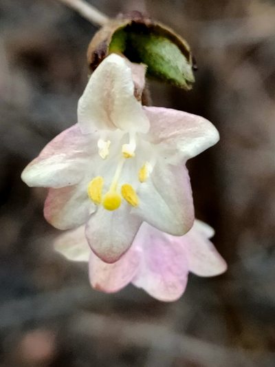 Lonicera elisae, photographed by zhangshen