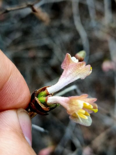 Lonicera elisae, photographed by zhangshen