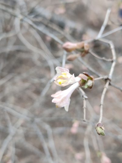 Lonicera elisae, photographed by zhangshen