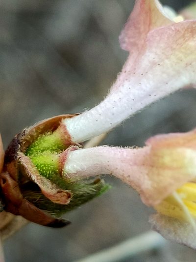 Lonicera elisae, photographed by zhangshen