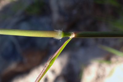 Bothriochloa barbinodis, photographed by Madeleine Claire