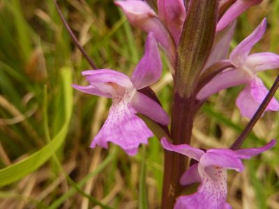 Dactylorhiza elata, photographed by Thibaud Aronson