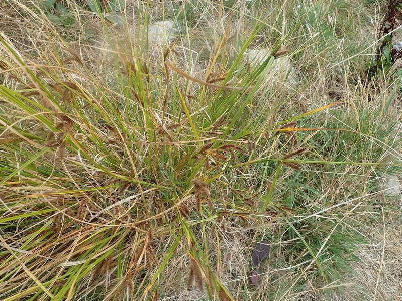Carex maorica, photographed by John Steel