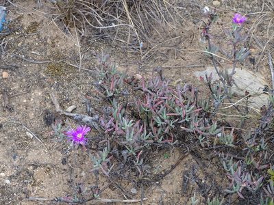 Lampranthus stayneri, photographed by Shaun Swanepoel