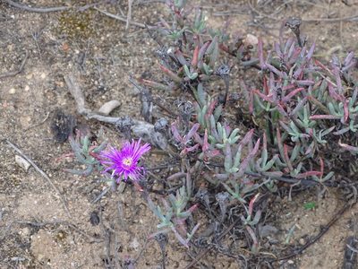 Lampranthus stayneri, photographed by Shaun Swanepoel