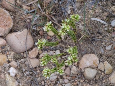 Crassula ericoides, photographed by Shaun Swanepoel