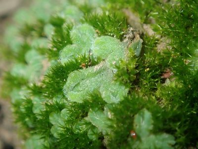 Riccia asprella, photographed by Thomas Mesaglio