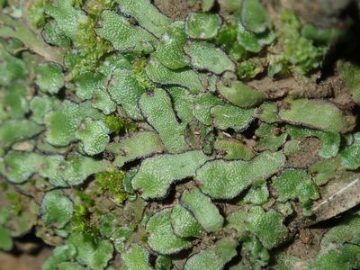 Asterella drummondii, photographed by Thomas Mesaglio