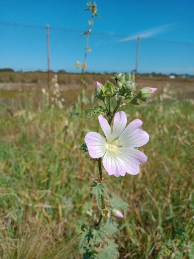 Malva preissiana, photographed by Nina Kerr