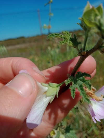 Malva preissiana, photographed by Nina Kerr
