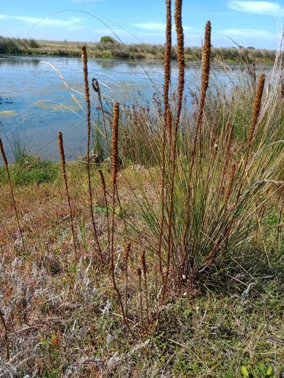 Lawrencia spicata, photographed by Nina Kerr