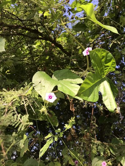Ipomoea dichroa, photographed by rosshawkins