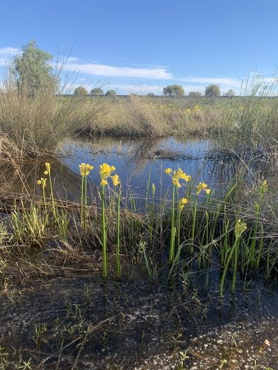 Calostemma luteum, photographed by Guy Taseski