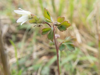 Semiaquilegia adoxoides, photographed by WATANABE Hitoshi 渡辺仁