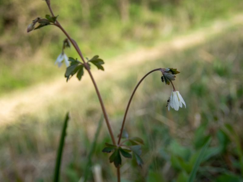 Semiaquilegia adoxoides, photographed by WATANABE Hitoshi 渡辺仁