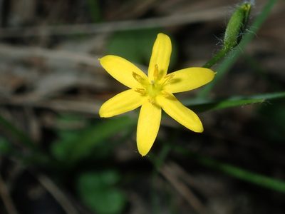 Hypoxis hygrometrica, photographed by Thomas Mesaglio