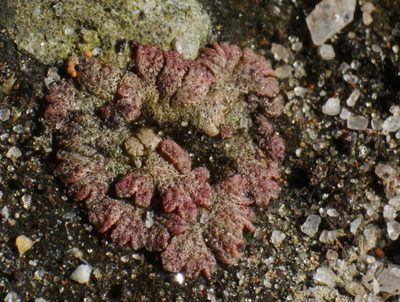 Riccia cavernosa, photographed by Em Lamond