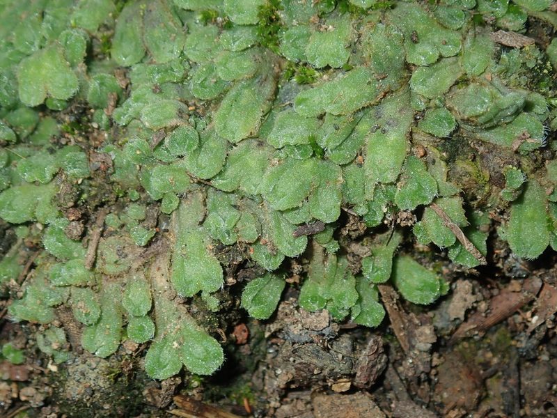 Riccia asprella, photographed by Thomas Mesaglio