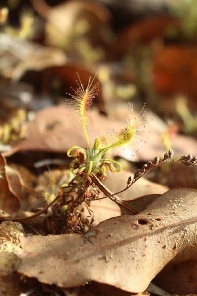 Drosera scorpioides, photographed by Em Lamond