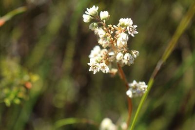 Cephalotus follicularis, photographed by Em Lamond