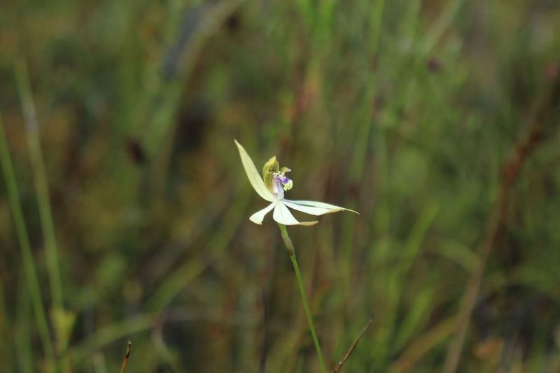 Praecoxanthus aphyllus, photographed by Em Lamond
