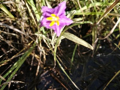 Solanum esuriale, photographed by Will Cornwell